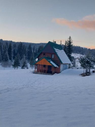 House in forest - image 7