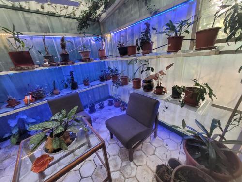 ボパール Ivy's 5つ星 ゲストハウス レストラン