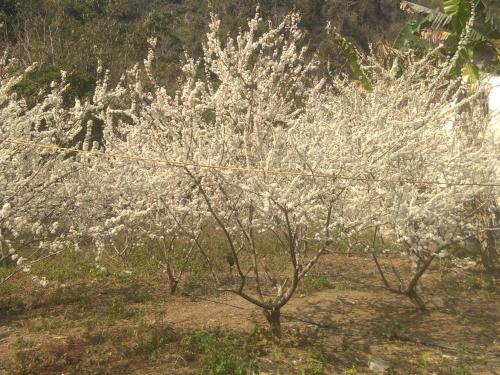 Triệu Chương Homestay (Trieu Chuong Homestay) in Dam Thuy