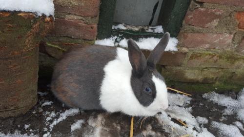 Boerderij de Borgh - image 10