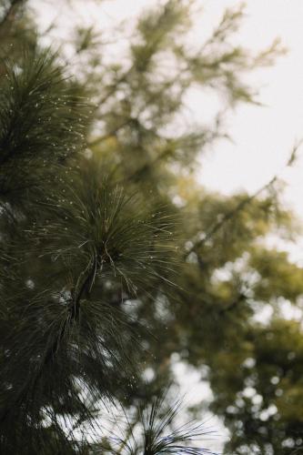 RINDANG Glamping in Malang