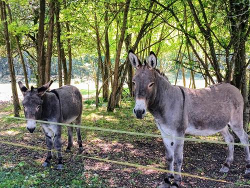 Gite les Courtaillards in Couches