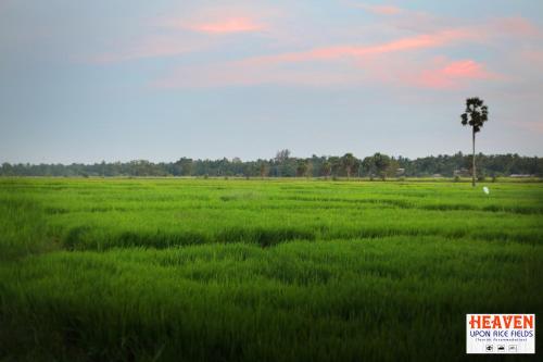 Heaven Upon Rice Fields