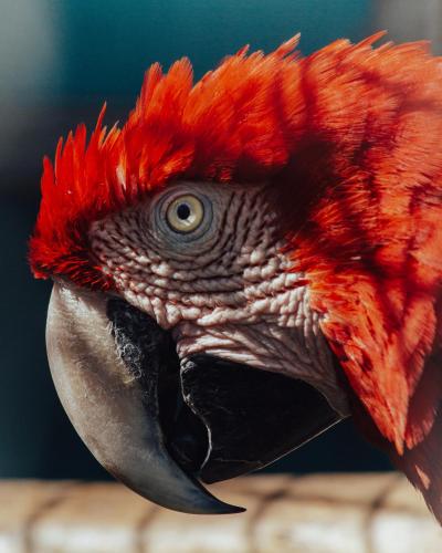 La Fattoria Delle Tartarughe - image 11