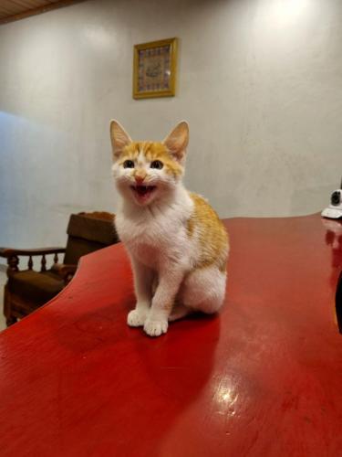 Royal mist in Ooty - Mysore