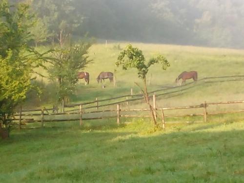 Pferdehof in der Oststeiermark in Sankt Mareina pie Grācas