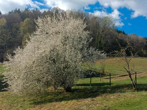 Pferdehof in der Oststeiermark in Sankt Mareina pie Grācas