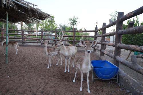 1001 nights , Wild farm Football, Jacuzzi, BBQ Sharjah, Ḩaşat al Bidīyah (foto 8)