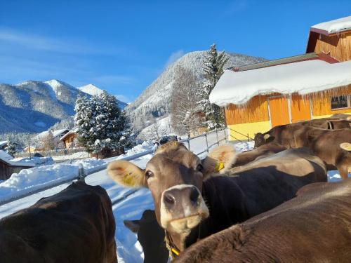 瓦格纳霍夫农庄 瓦格纳霍夫农庄