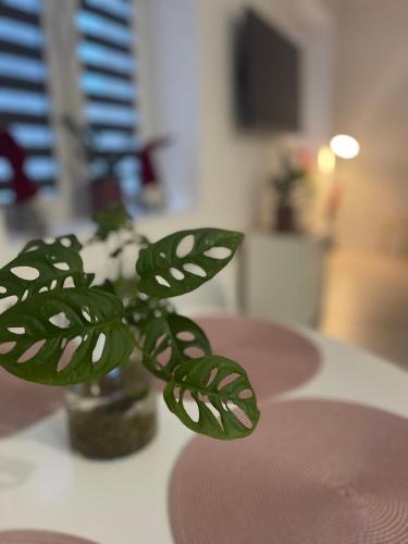 Nikifor Apartamenty Krynica-Zdrój
