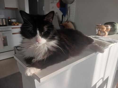 Comfy Room in Fresh Meadows in Queens