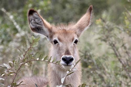 Geelslang Paradise - Kruger Park