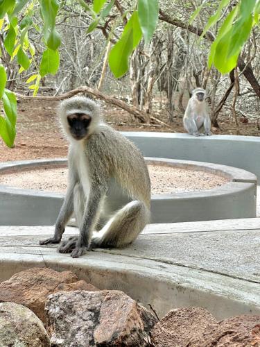 Geelslang Paradise - Kruger Park