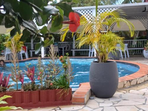 Swimming pool, Gite BAIE DES CARAIBES - Guadeloupe Centre in Baie-Mahault