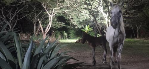 Alquiler de caballos y cabalgatas por el Atlántico (Alquiler de caballos y cabalgatas por el Atlantico) in Malambo