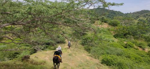 Alquiler de caballos y cabalgatas por el Atlántico (Alquiler de caballos y cabalgatas por el Atlantico) in Malambo