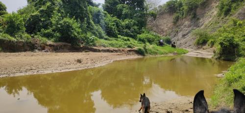 Alquiler de caballos y cabalgatas por el Atlántico (Alquiler de caballos y cabalgatas por el Atlantico) in Malambo