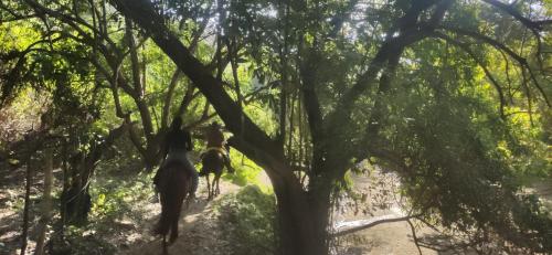 Alquiler de caballos y cabalgatas por el Atlántico (Alquiler de caballos y cabalgatas por el Atlantico) in Malambo