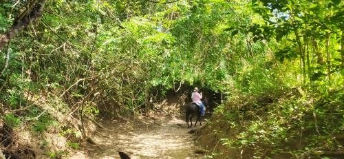 Alquiler de caballos y cabalgatas por el Atlántico (Alquiler de caballos y cabalgatas por el Atlantico) in Malambo