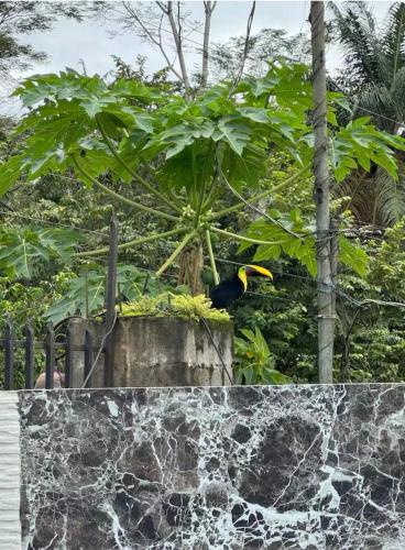 Surrounding environment, Casa Leona in Damas