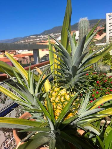 Apartment room in Ocean View Haven Perla Del Mar
