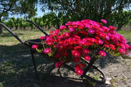 B&B Terre dì Montecoco