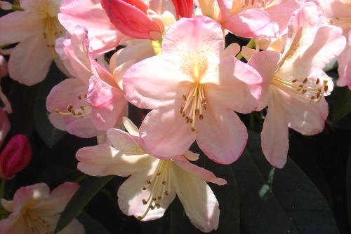 Bed & Breakfast Walenburg - image 5