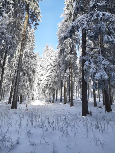 周邊環境, Ferienwohnung Waldblick Oberhof in 奧貝羅夫