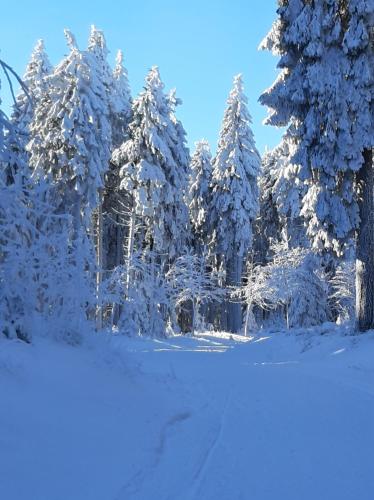 周邊環境, Ferienwohnung Waldblick Oberhof in 奧貝羅夫