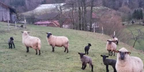 Landgasthof Adler Pelzmühle - image 10