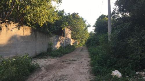 barefoot jungle studios barefoot jungle studios