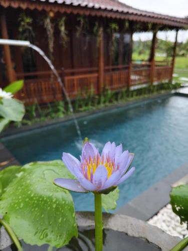 Lotus cottage