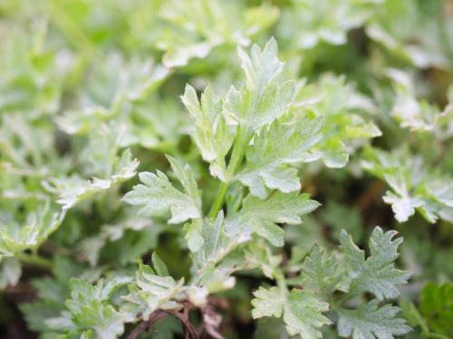 ちょこっとヴィラMaestro ちょこっとヴィラMaestro