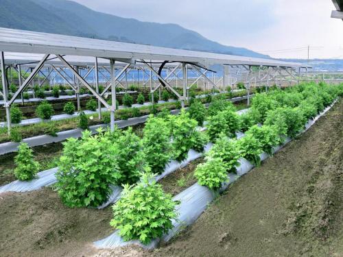 ちょこっとヴィラMaestro ちょこっとヴィラMaestro