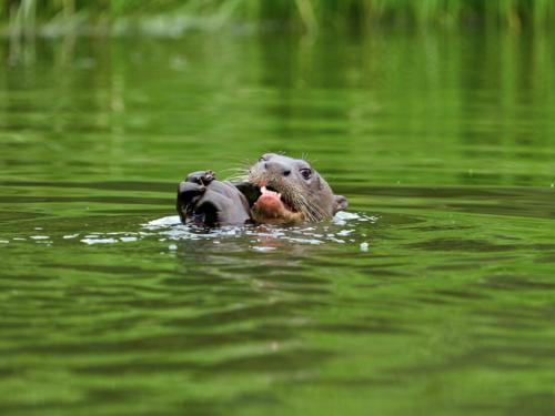 Posada Amazonas Lodge