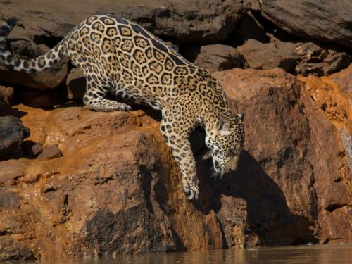 Posada Amazonas Lodge