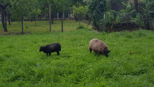 Le logis d Adrien in Saint-Etienne-de-Lisse