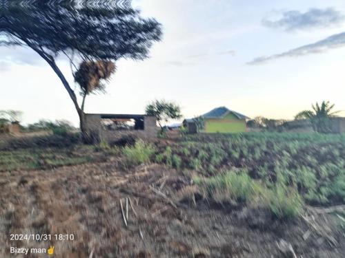 Sammyvero farm in Ziwani