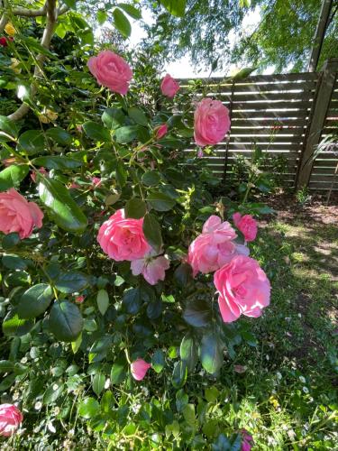 Rosehaven on Rosebud, Rosebud (fotografie 11)
