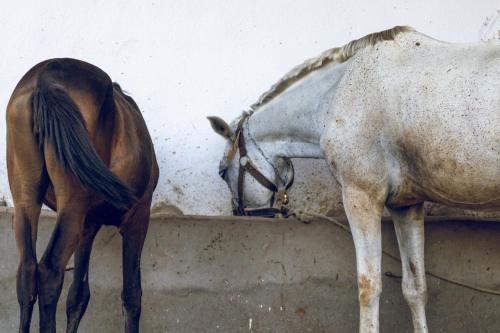 Dar louzir à Tazarka