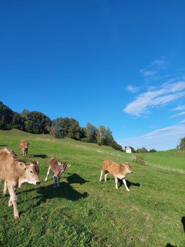 Wörle, Ferienhof (Worle, Ferienhof) in Halblech
