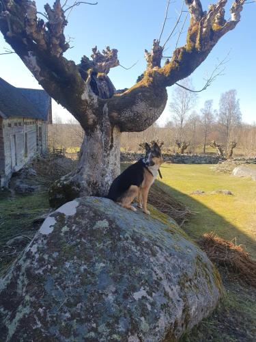 House in nature, Broby (foto 10)