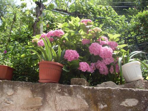 Guest House Rimski Most - image 5