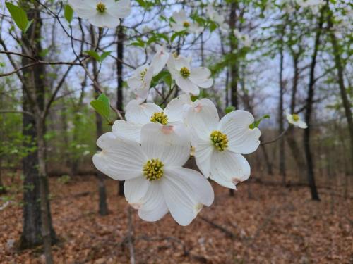 Leaning Tree Woods Leaning Tree Woods