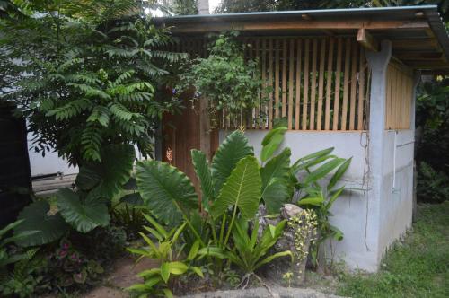 Coconut Grove - Midigama Coconut Grove - Midigama