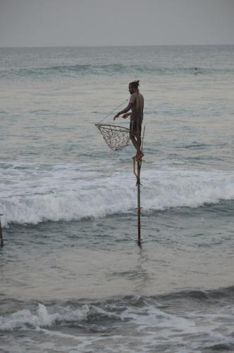 Coconut Grove - Midigama Coconut Grove - Midigama