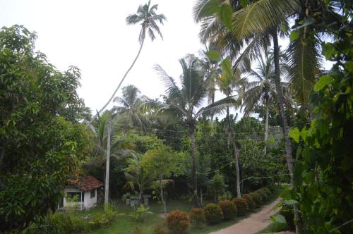 Coconut Grove - Midigama Coconut Grove - Midigama