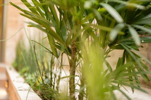 Garden, Moabi Hotel in Medellín