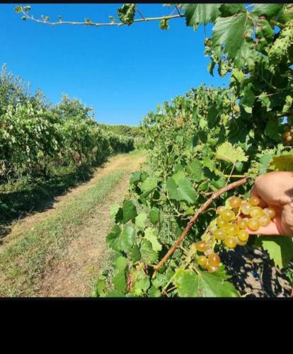 Guesthouse Kune - Vaini Guesthouse Kune - Vaini