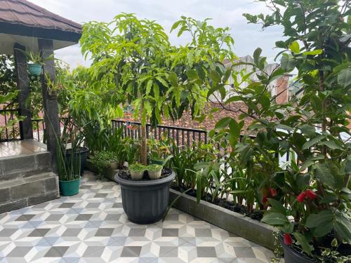 Aed, Moza House Wonosobo in Wonosobo